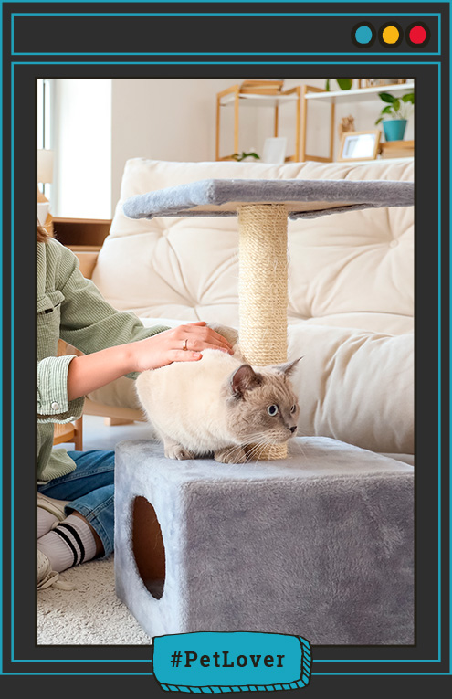 tips para elegir un gato según su temperamento